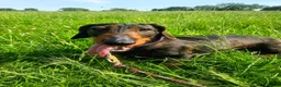 Dachshund dogs for sale: Razzle – 5-Year-Old KC Registered Teckel Bitch - Advert 5