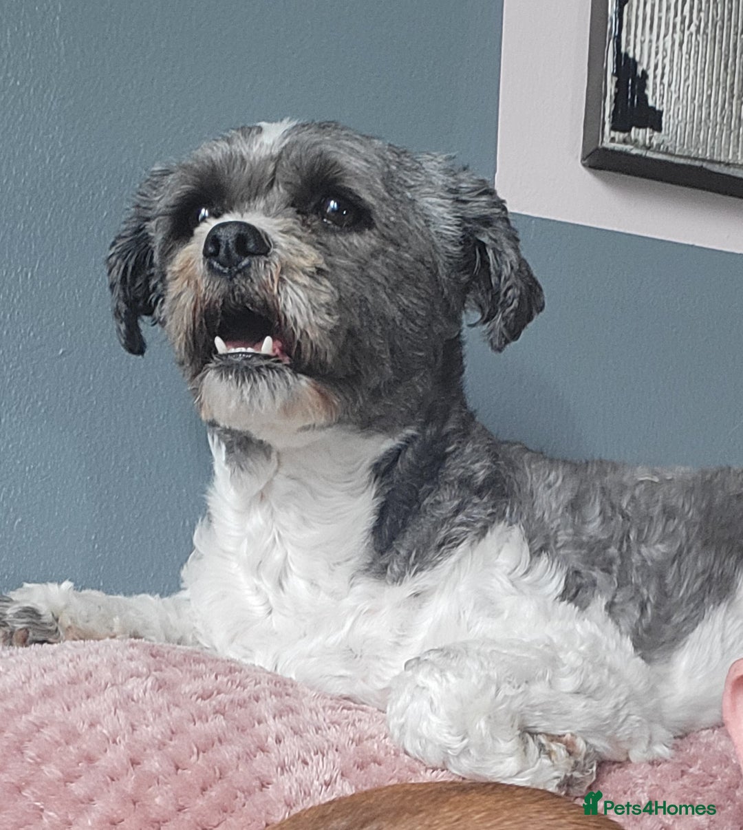 Zuchon dogs for sale: Pedro age 5 - Advert 1