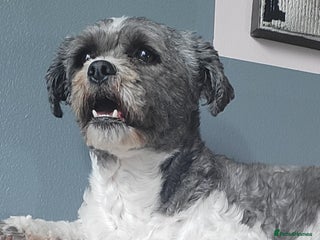 Zuchon dogs Pedro age 5 - Advert 3