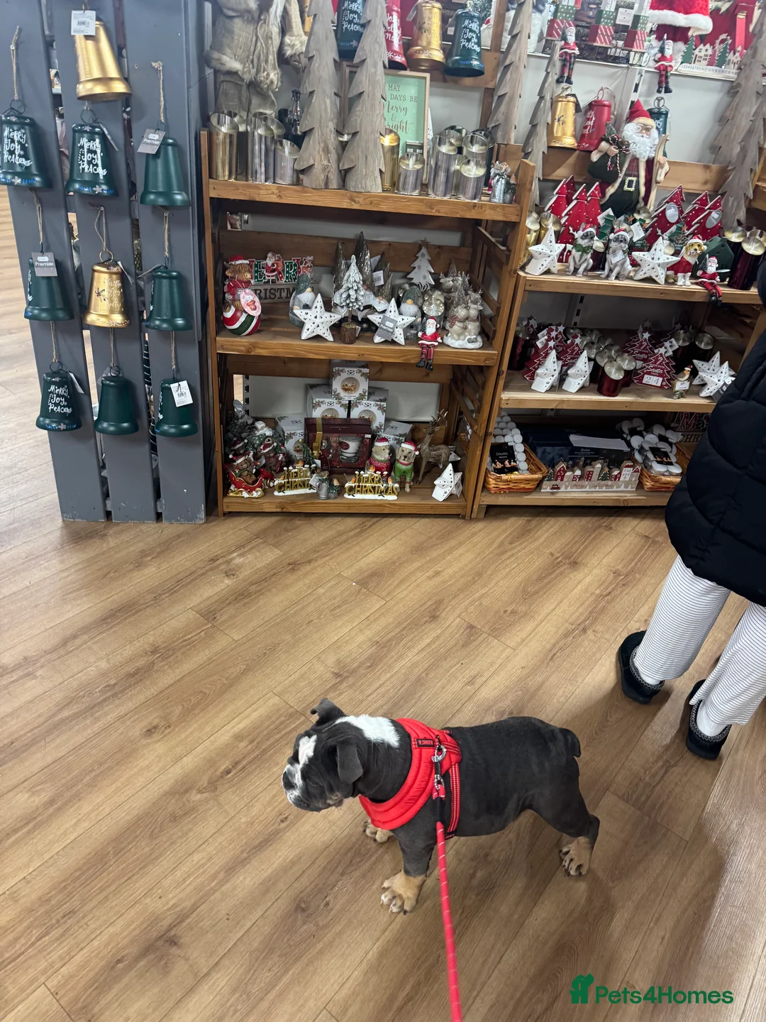 English Bulldog dogs for sale: Ralph  - Advert 6