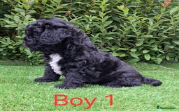 French Bulldog dogs for sale: French Bulldog Froodle Puppies  - Image 8