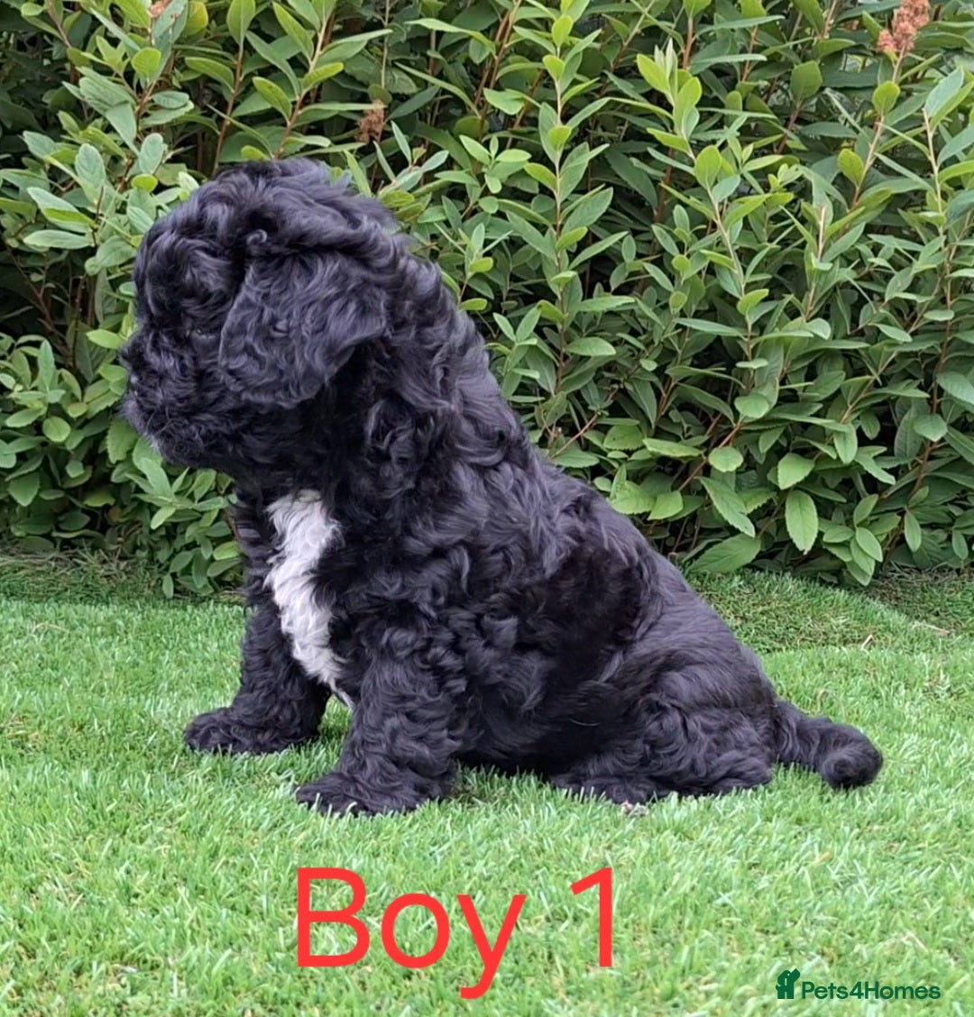 French Bulldog dogs for sale: French Bulldog Froodle Puppies  - Image 8