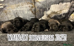 Miniature Schnauzer dogs for sale: OUTSTANDING DNA CLEAR KC MINI SCHNAUZERS - Image 2