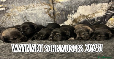 Miniature Schnauzer dogs - Advert 14