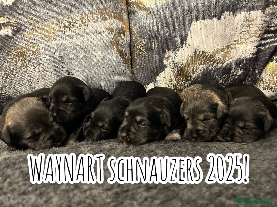 Miniature Schnauzer dogs for sale: OUTSTANDING DNA CLEAR KC MINI SCHNAUZERS - Image 2