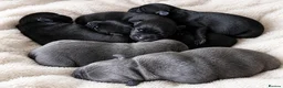 Staffordshire Bull Terrier dogs for sale: KC REG KASSIUS PUPS - Advert 2