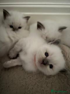 Birman cats Beautiful Blue Point Birman-Ragdoll Kittens - Advert 2