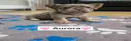 French Bulldog dogs for sale: French bulldog pups - Advert 5