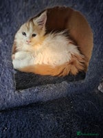 Maine Coon cats - Advert 3