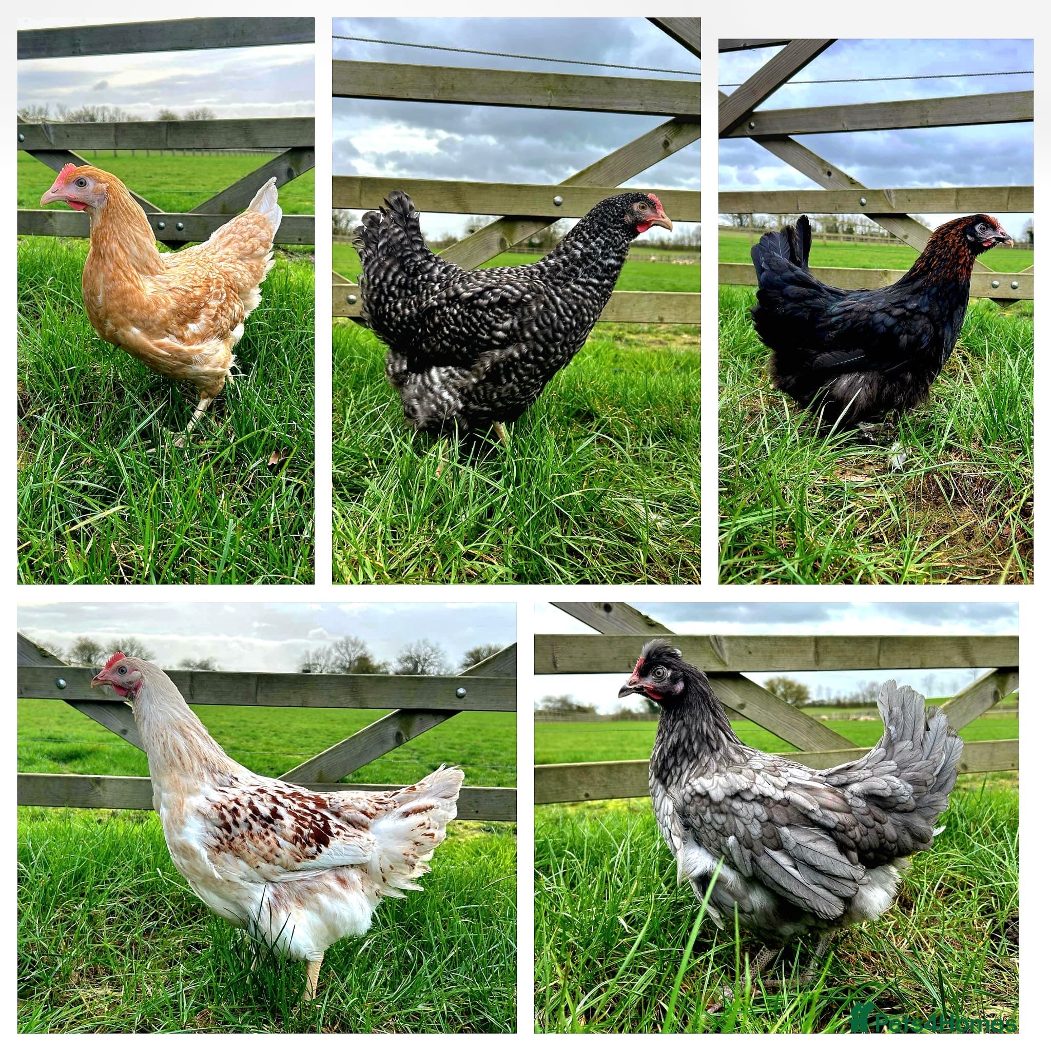 Chickens poultry Hybrid laying hens  - Advert 2