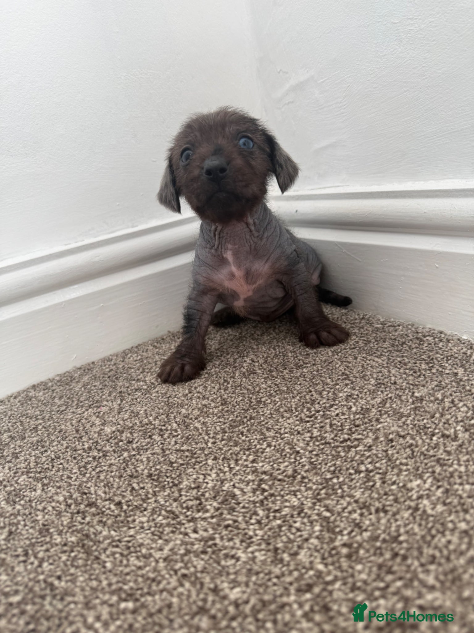 Mixed Breed dogs Dachshund x Cross puppies  - Advert 1