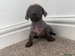 Mixed Breed dogs Dachshund x Cross puppies - Advert 4