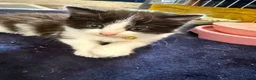 Mixed Breed cats for sale: Only 4 kittens left  - Advert 17