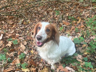 Cocker Spaniel dogs in Southampton - Advert 32