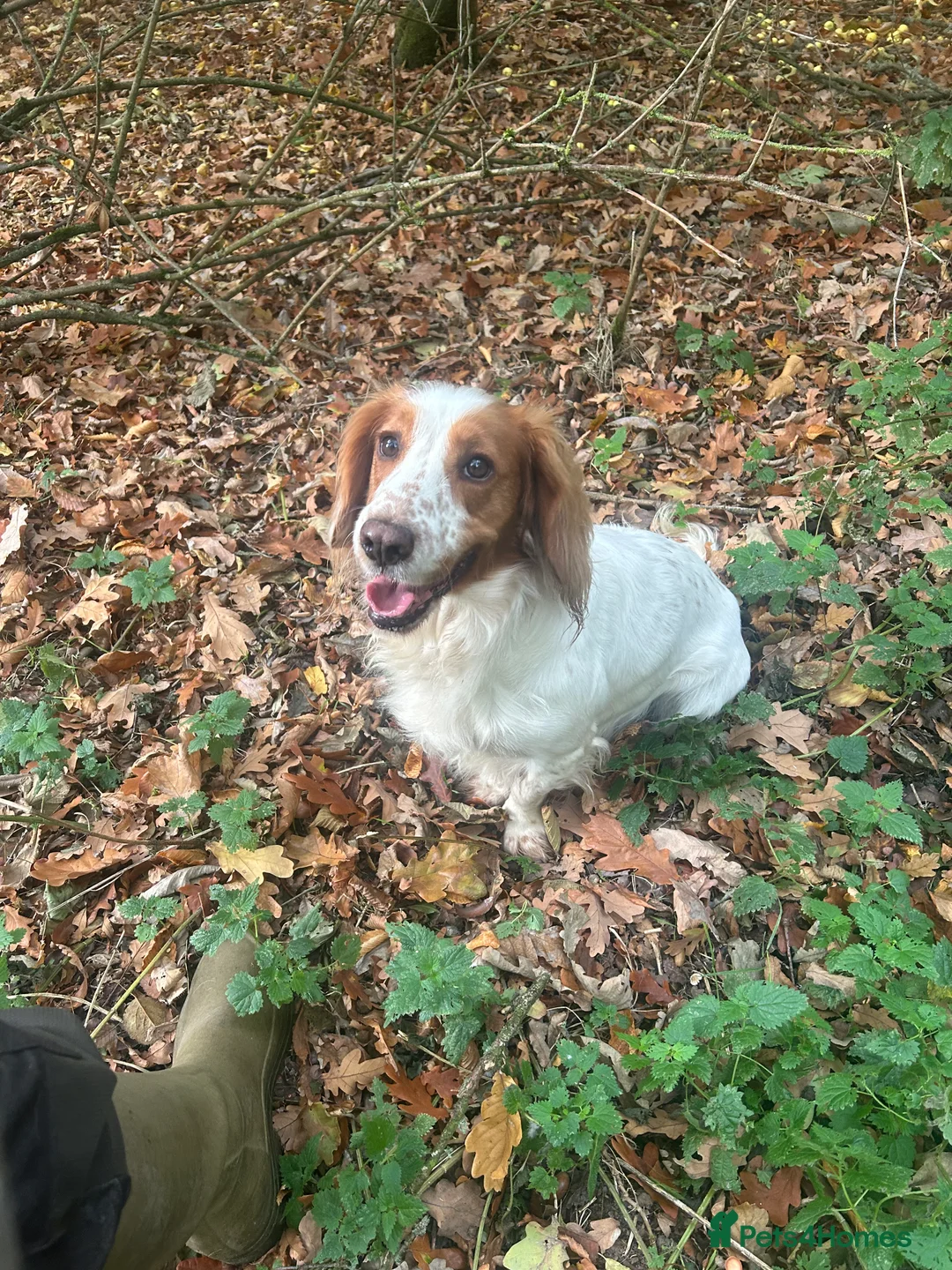 Cocker Spaniel dogs for stud: ACE STANDING AT STUD in Southampton - Advert 1