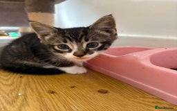 Mixed Breed cats for sale: Beautiful kitten needing forever home  - Image 2