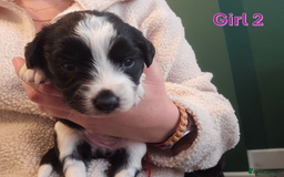 Sprollie dogs for sale: Sprollie Puppies - Image 17