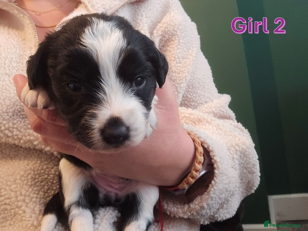 Sprollie dogs for sale: Sprollie Puppies - Image 17