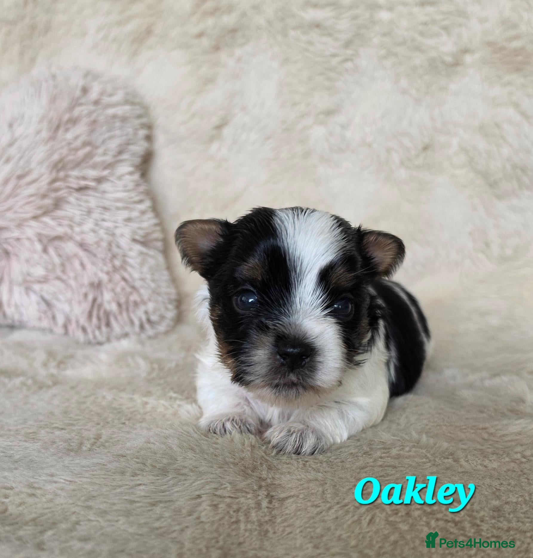 Yorkshire Terrier dogs for sale: 1 Girl Star 1 Boy Oakley  - Advert 1