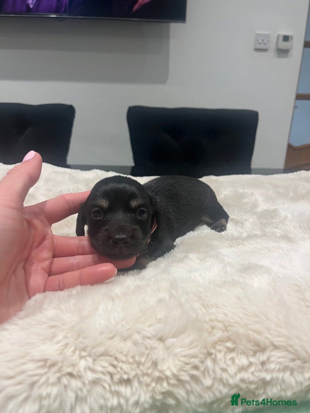 Dachshund dogs for sale: Tiny long haired piebald dachshunds for sale ! - Image 4