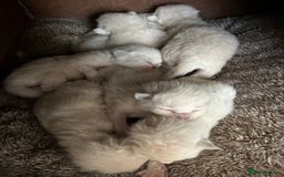 Ragdoll cats for sale: 7 Gorgeous Ragdoll Kittens - Image 8