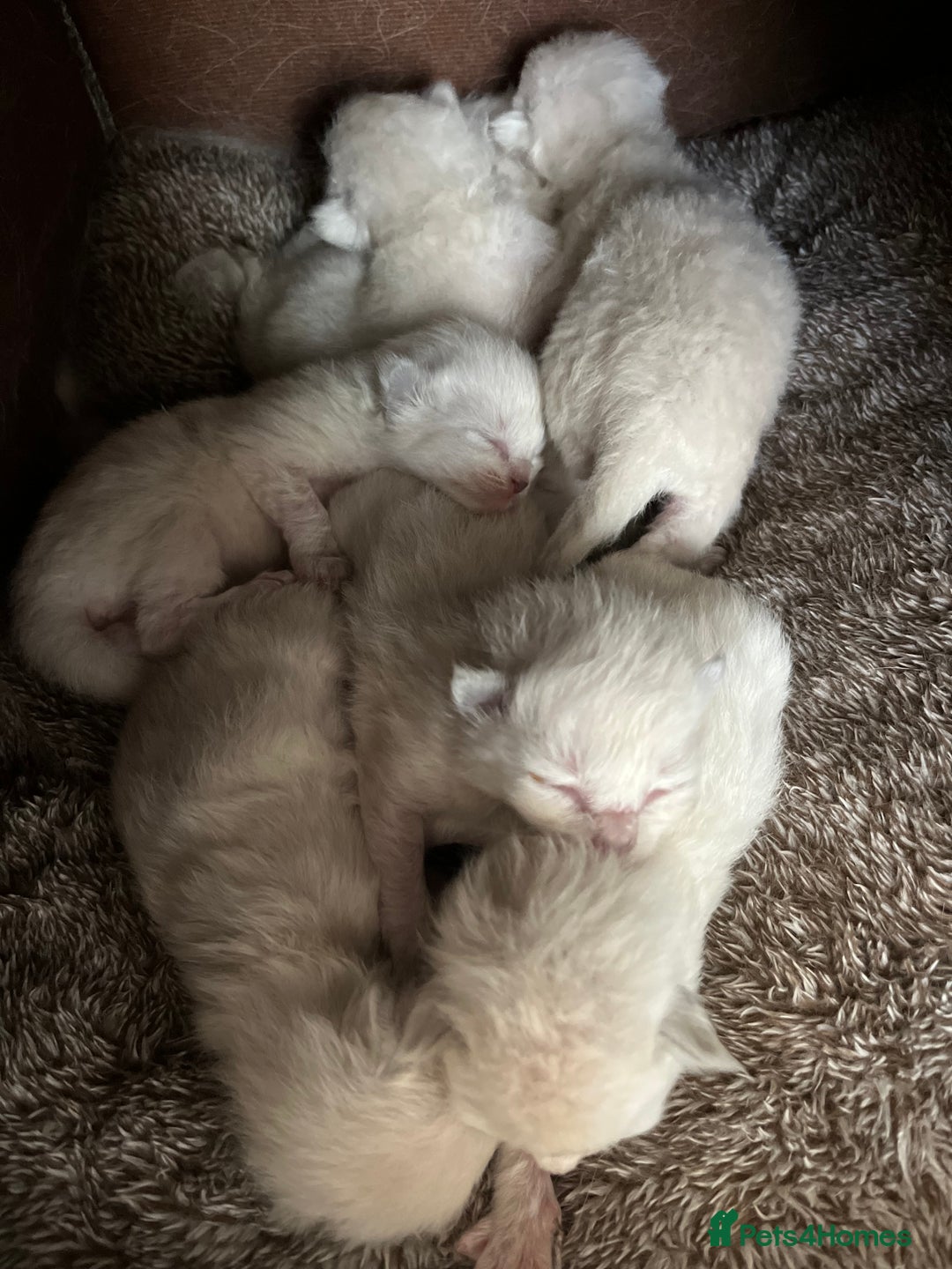 Ragdoll cats for sale: 7 Gorgeous Ragdoll Kittens - Image 8