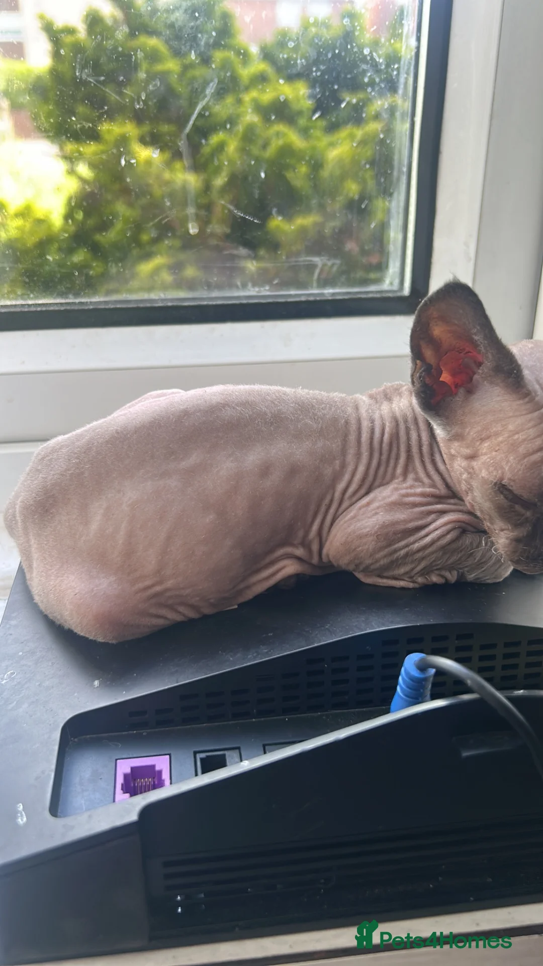 Sphynx cats for sale: Last 2 girls reduced  - Advert 19