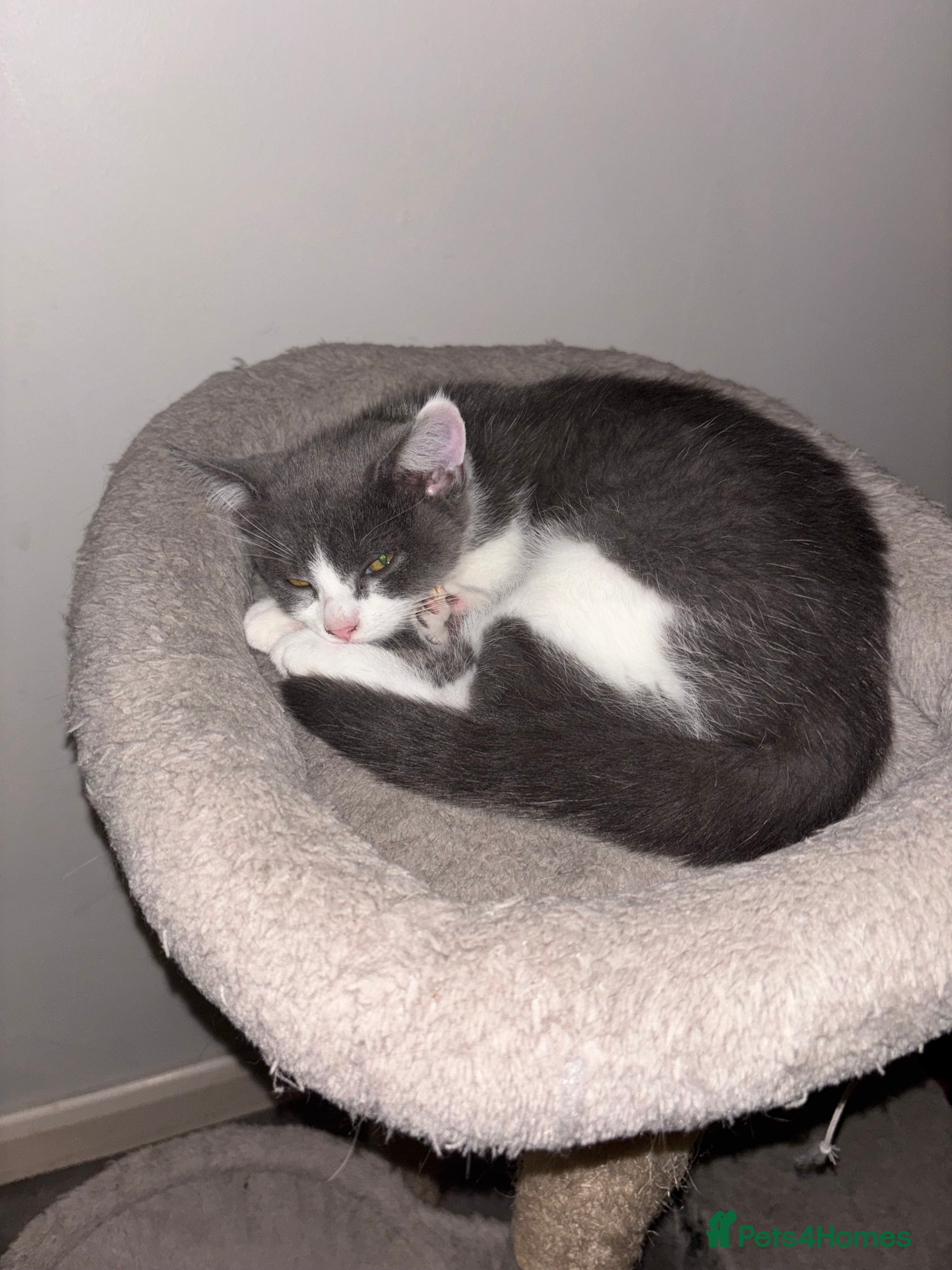 British Shorthair cats British shorthair & Domesticated shorthair female - Advert 5