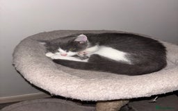 British Shorthair cats for sale: British shorthair & Domesticated shorthair  - Image 4