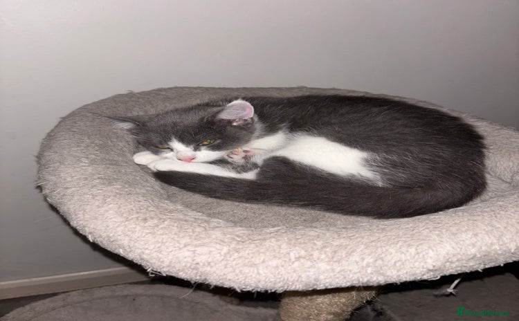 British Shorthair cats British shorthair & Domesticated shorthair female - Advert 3