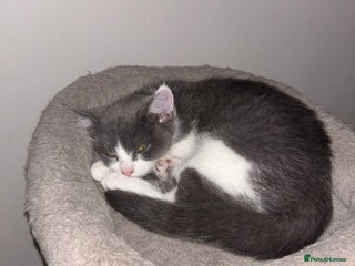 British Shorthair cats British shorthair & Domesticated shorthair female - Advert 16