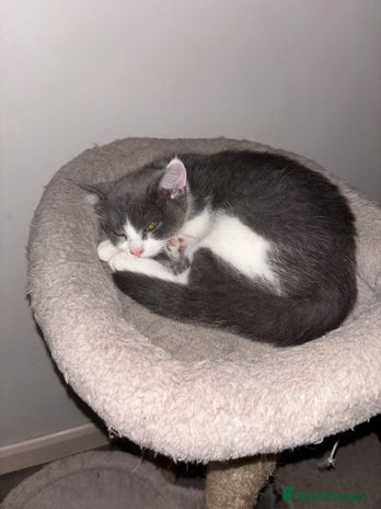 British Shorthair cats British shorthair & Domesticated shorthair female - Advert 3