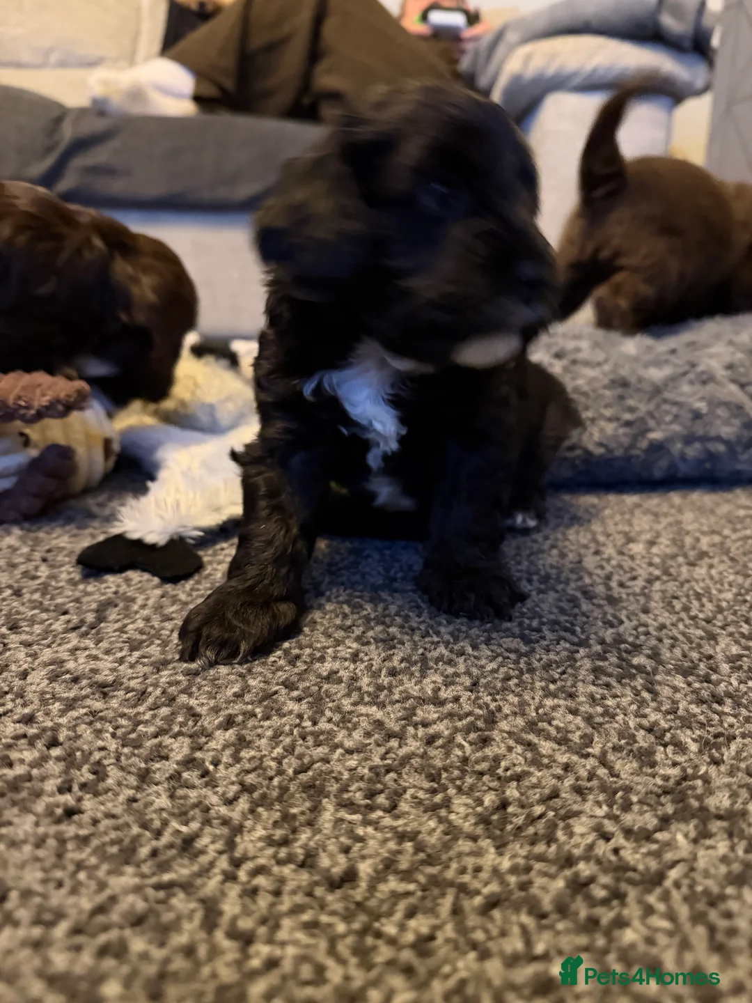 Cockapoo dogs for sale: Beautiful cockapoo puppies  - Advert 7