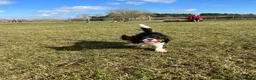 Cavalier King Charles Spaniel dogs for sale: KC Cavalier King Charles DNA 5* licensed home bred - Advert 30