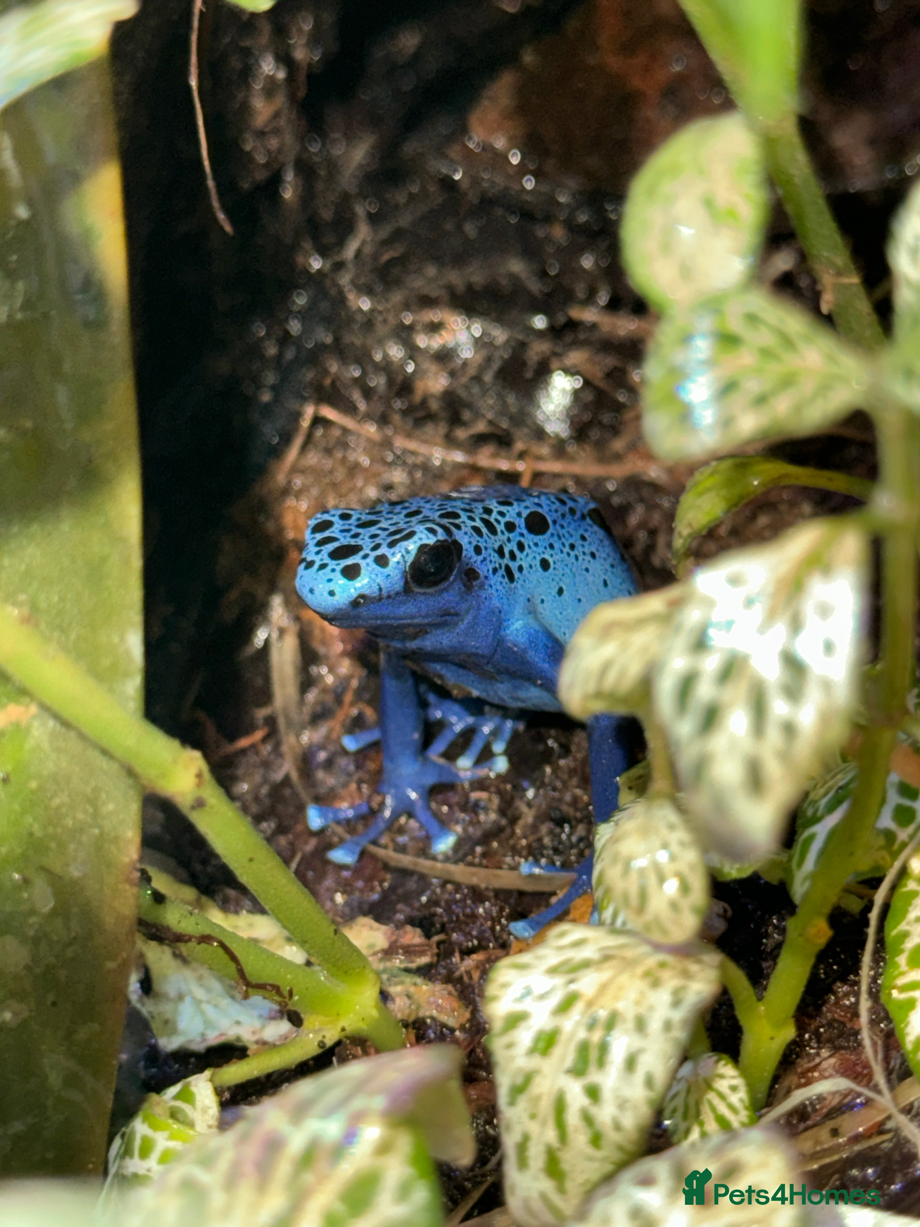 Frog reptiles 3 Lovely Blue Dart Frogs (URGENT HOME NEEDED)  - Advert 2