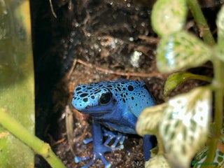 Frog reptiles 3 Lovely Blue Dart Frogs (URGENT HOME NEEDED) - Advert 1