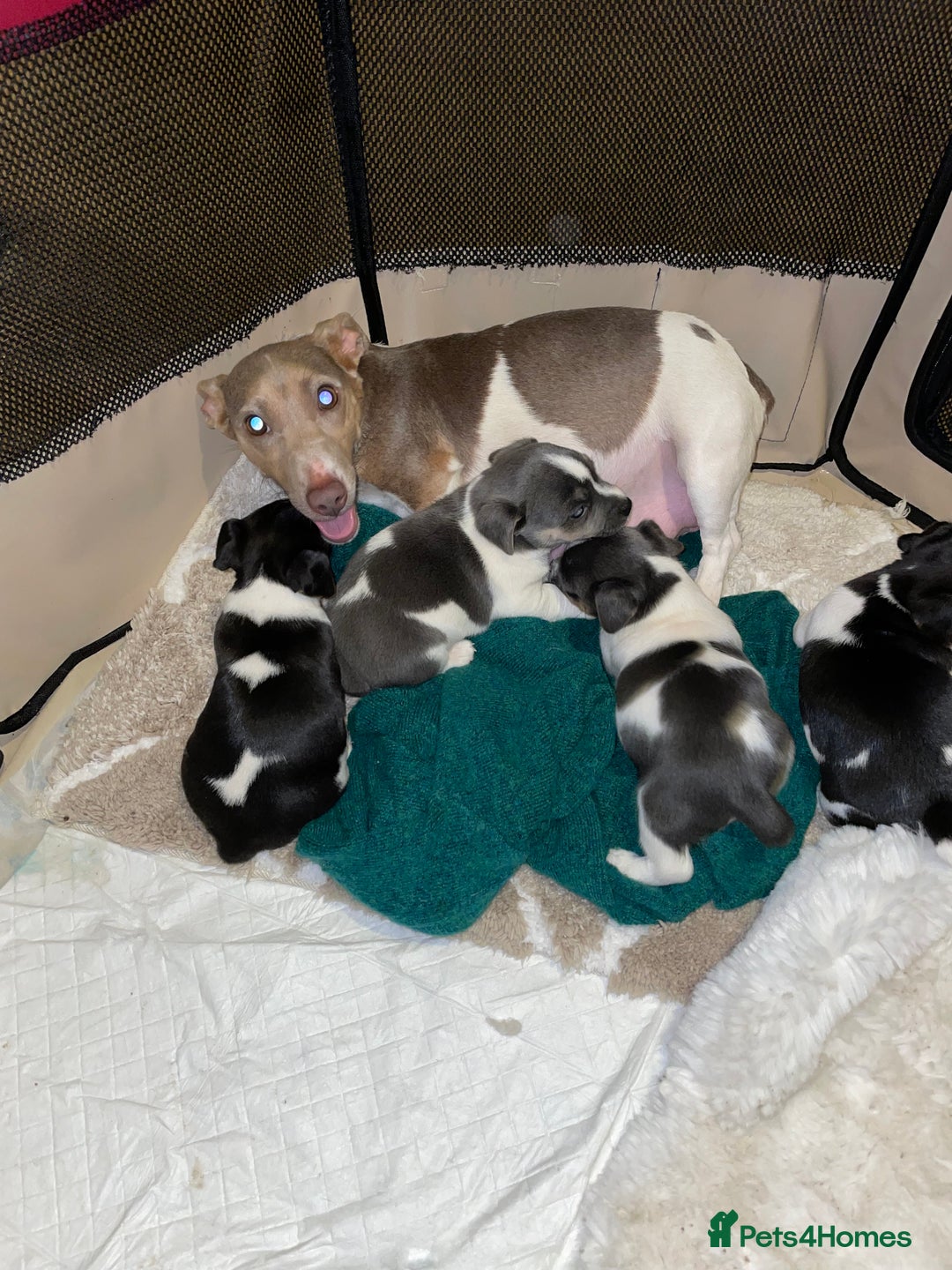 Jack Russell dogs for sale: Miniature Jack Russell puppy lilac and white - Advert 7