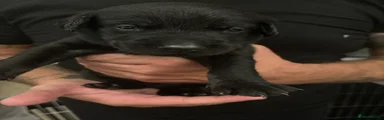 Labrador Retriever 2
