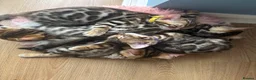 Bengal cats for sale: Exceptional Bengal Kittens With Amazing Rosettes ✨ - Advert 8