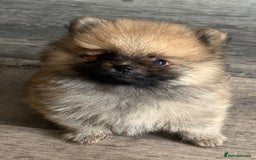 Pomeranian dogs for sale: 2 POMERANIAN BOYS READY TO LEAVE  in Bargoed - Image 1