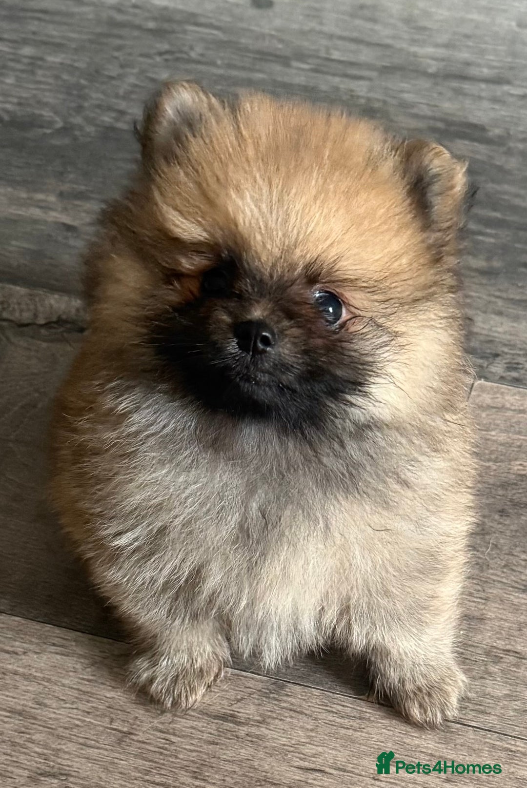 Pomeranian dogs for sale: 2 POMERANIAN BOYS READY TO LEAVE  in Bargoed - Image 1