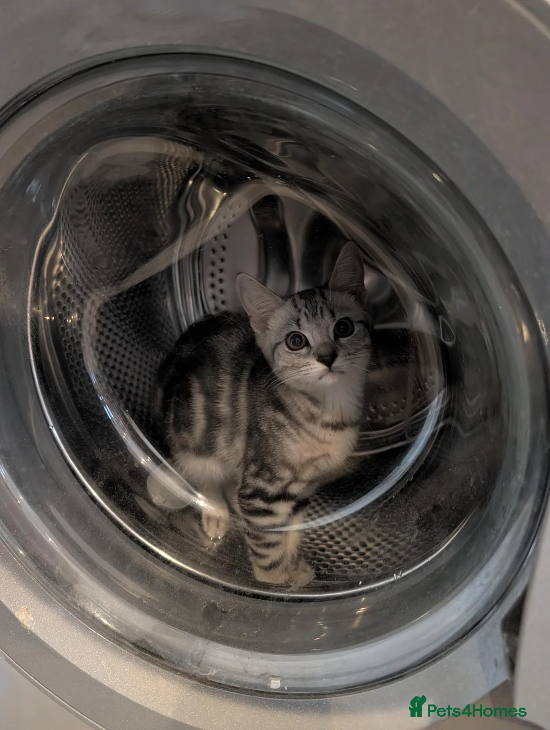 Mixed Breed cats for sale: REHOMING KITTEN 6 MONTHS OLD  in Bicester - Advert 8