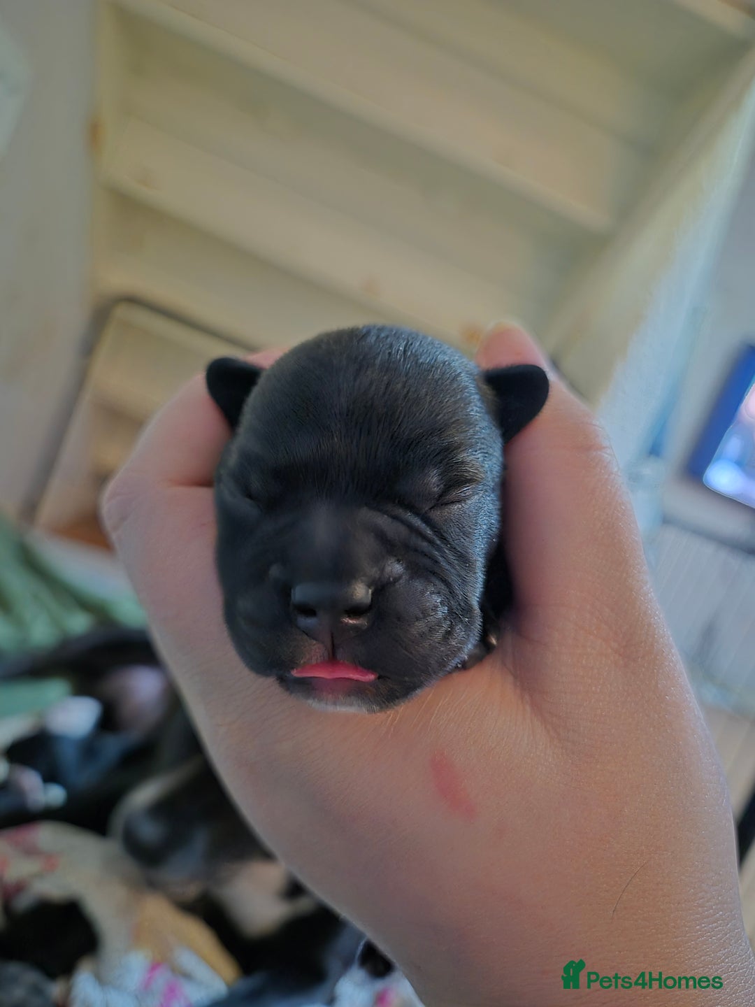 Mixed Breed dogs for sale: Staffie cross Frenchie pups - Advert 4
