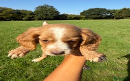 Cocker Spaniel dogs for sale: Worker cocker spaniel puppies for sale  - Image 6