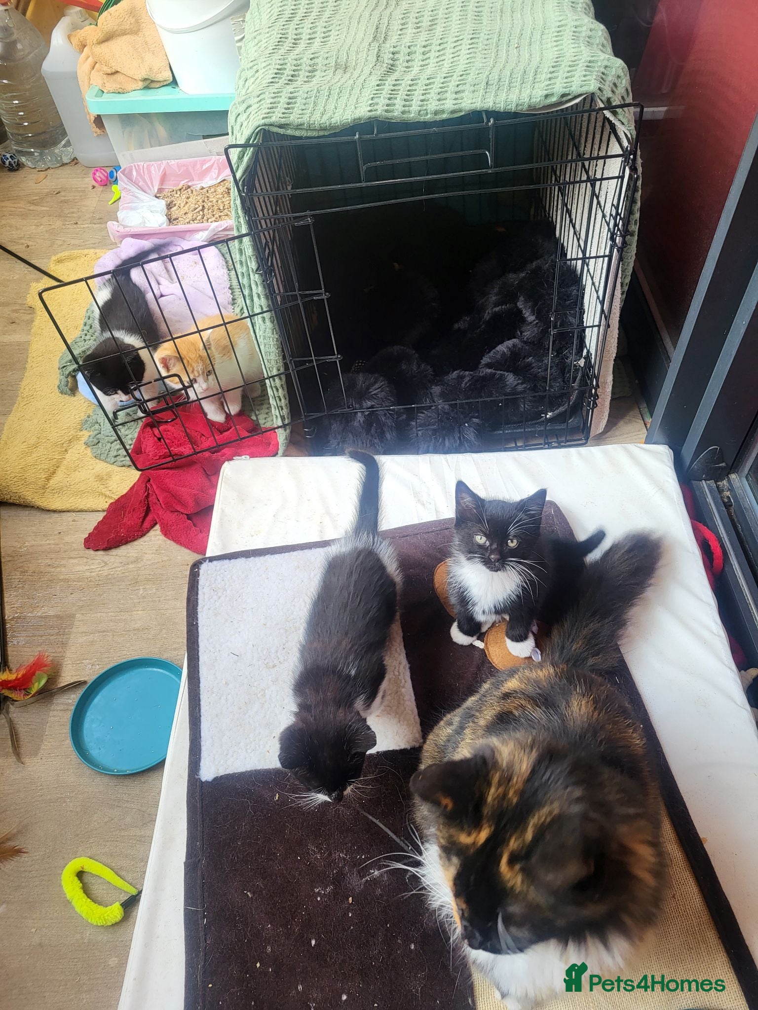 Mixed Breed cats Two rescued male kittens looking for a new home - Advert 2