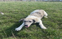 Mixed Breed dogs for adoption: Perfect PICKLE - Image 3