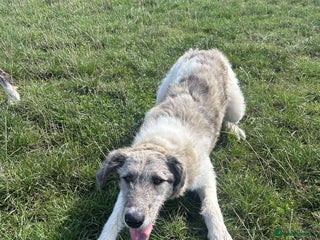 Mixed Breed dogs - Advert 8