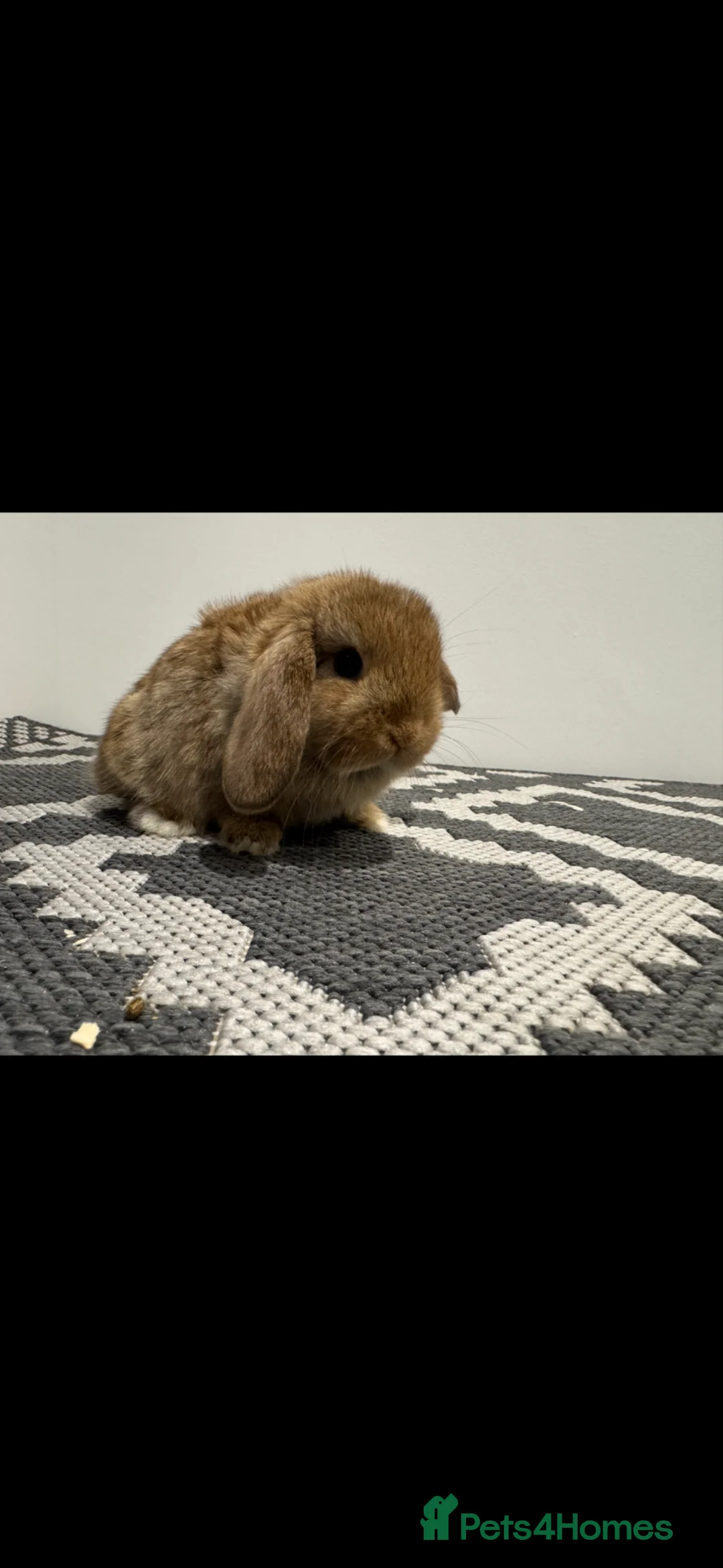 Mini Lop rabbits for sale: Cinnamon mini lop girl ready to go   - Advert 2