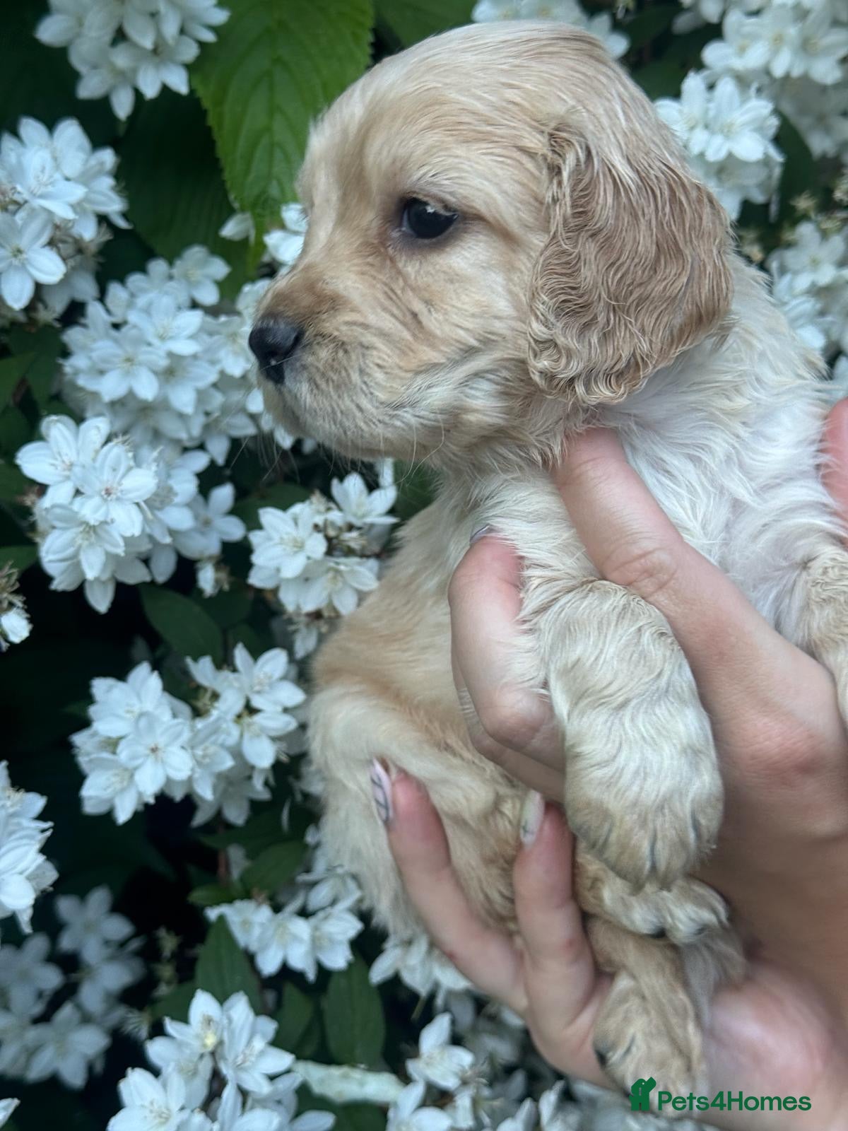 Cocker Spaniel dogs Pretty RKC Cocker Spaniel pups DNA Health Tested - Advert 11