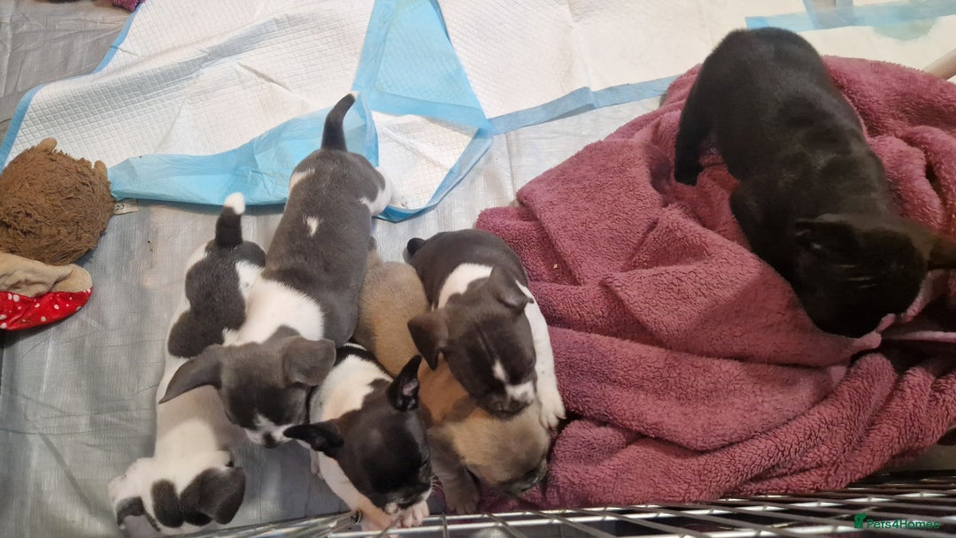 Mixed Breed dogs for sale: Fantastic 3/4 French bulldog and a 1/4 jack puppy - Image 8